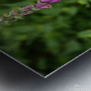 IMG 1194 Metal print