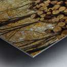 Stack of Logs in Forest Metal print