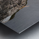 Canard du Quebec qui joue dans le lac de Lambton. Impression metal