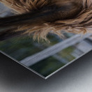 Alpaga relaxe Metal print