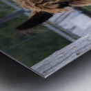 Alpada brun Metal print