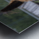 Alpaga pas content Impression metal