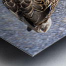 Canard au soleil   Metal print