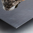 Petit Nageur  Metal print