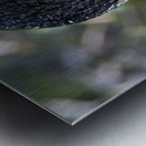 Le regard du canard  Metal print