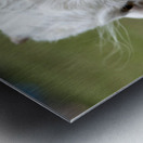 Chevre blance de M. Seguin  Metal print