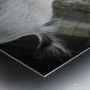 Chevreau qui mange Metal print