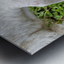 Chevre a la ferme Metal print