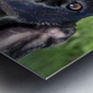 Bulldog en promenade Metal print