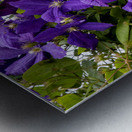 Grappe de clematis Metal print