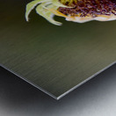 Tournesol en fin de vie Metal print