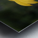 Fleurs jaune magnifique Metal print