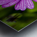 Anemone 2 Metal print