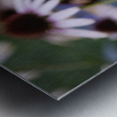 Echinace macro Metal print