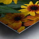 Champs de tournesol Metal print