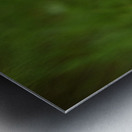 Fleurs cosmos Metal print