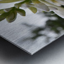 Fleur Blanche Metal print