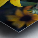 Margurerite eclatante Metal print