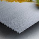 Tournesol macro Metal print