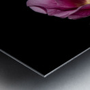 Fleurs Hisbucus rose de nuit Metal print