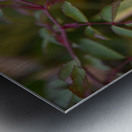 Rose solitaire Metal print