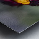  immortelle a bracteesfleur Metal print