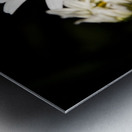 Marguerite a minuit Metal print