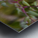 Rose dautomne solitaire Metal print