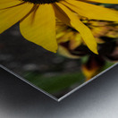 Fleurs tournesol en macro Metal print