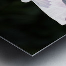 Hibiscus rose Metal print