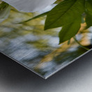 Jolie fleurs blanche inconnu Metal print