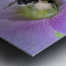 Natures Worker: Macro Image of Pollen-Covered Bee on Hibiscus Metal print