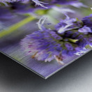 Purple Pollination: Macro Image of Bee on Lavender Metal print