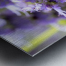  Lavender Feast: Bee on Lavender Flowers Macro Shot Metal print