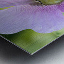  Pollen Collector: Close-Up of Bee on Pink Hibiscus Metal print