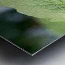 Natures Harmony: Macro Image of Bee on Hibiscus Metal print