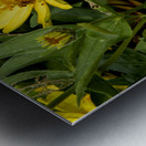 Sunflower Frolic: White Butterfly on Sunflowers Metal print