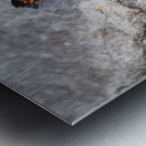 Macro Serenity: Butterfly on Rock Metal print