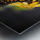 Monarch Unveiled: Open-Winged Butterfly on Flowers Metal print