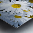Harmonie naturelle : Decouvrez la delicatesse dun tapis de marguerites blanches en macro Metal print
