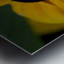 Exploration detaillee : Decouvrez la splendeur dun rudbeckia en gros plan macro Metal print