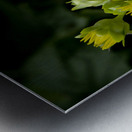 Eclat solaire : Le tournesol en macro une explosion de couleurs Metal print