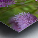 Fleurs eponge: Lelegance saisissante en macro Metal print