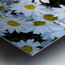 Purete florale : Leclat dun tapis de marguerites blanche Metal print