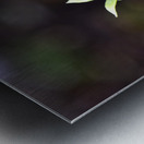 Nature envoutante : Decouvrez la beaute captivante dune belladone en macro  Metal print