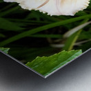 Elegance florale : Lys blanc captivant entoure de feuillus verdoyants Impression metal
