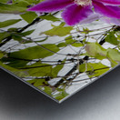 Fleurs en harmonie : Clematite rose mauve captivante avec un fond de feuillus Metal print