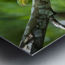 Green tree snake (Dendrelaphis punctulata); Madang Province, Papua New Guinea Metal print