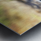 Tortoise 1 Metal print