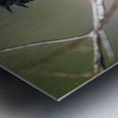 Red-winged Blackbird Metal print